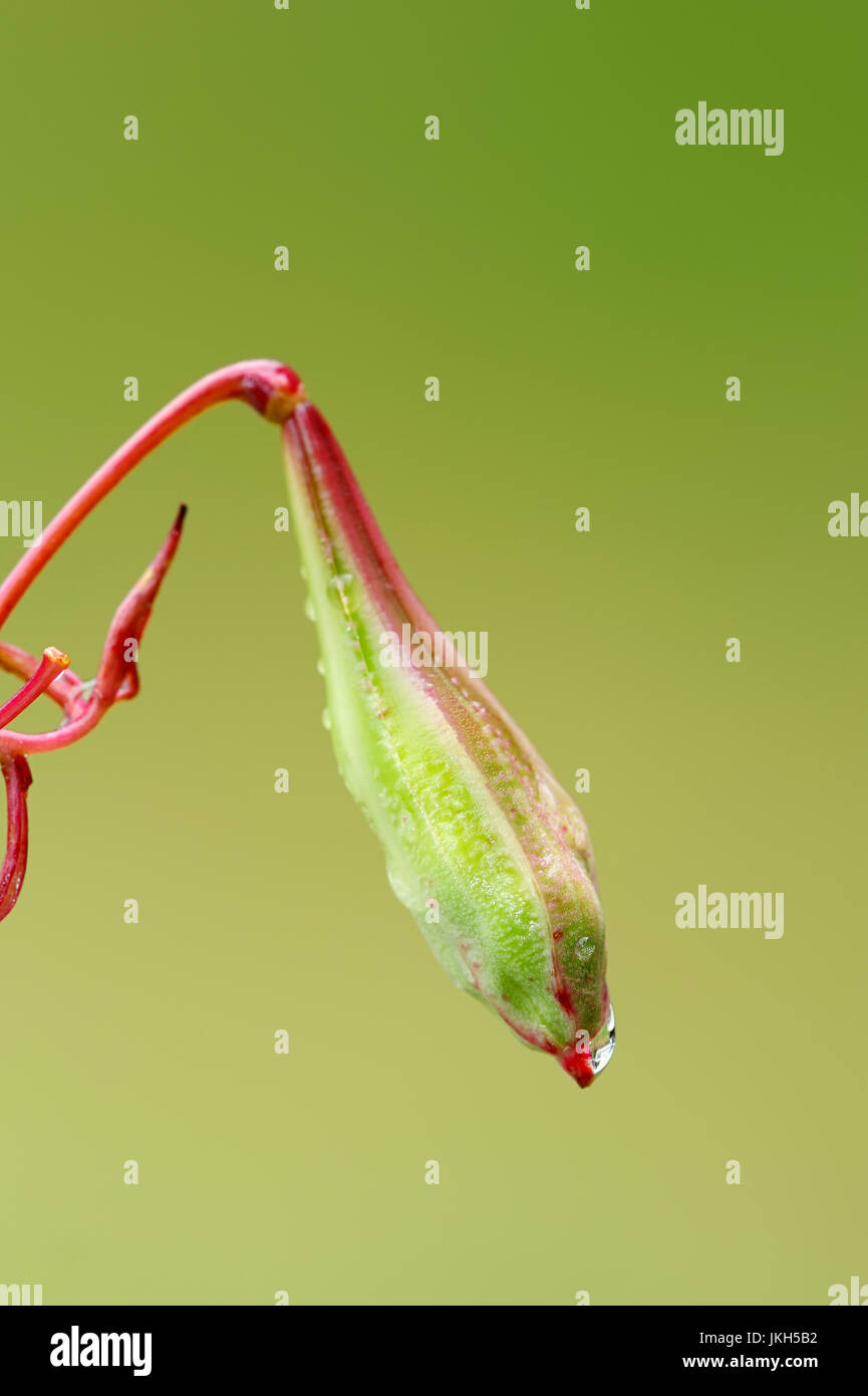 Drüsige Springkraut, Seedhead, North Rhine-Westphalia, Deutschland / (Impatiens Glandulifera) / Indian Balsam | Indisches Springkraut, Fruchtstand Stockfoto