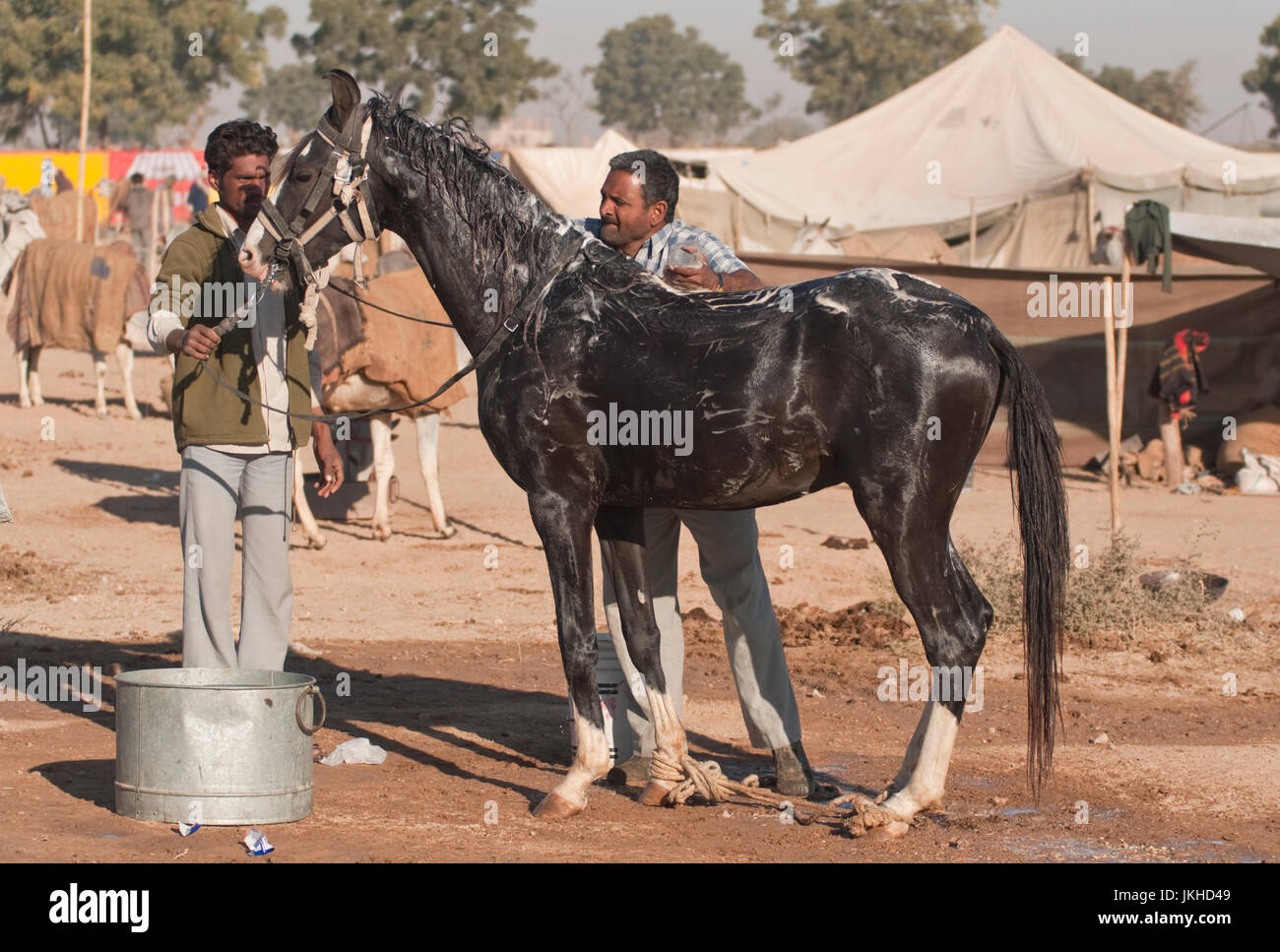 Männer waschen ein Marwari Pferd auf der jährlichen Nagaur Vieh Messe in Rajasthan, Indien Stockfoto
