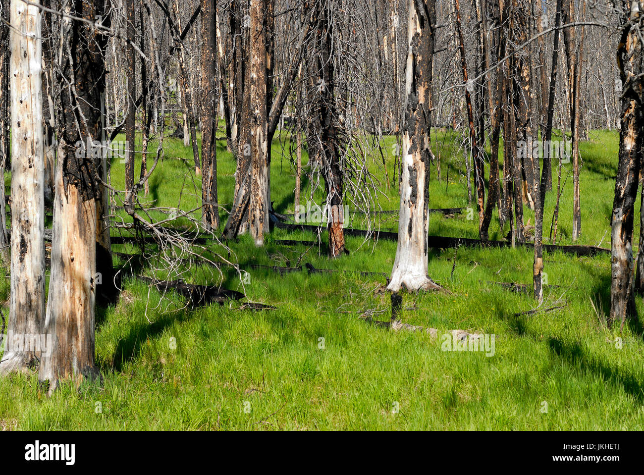 Neues Wachstum Vegetation nach Brandschäden, Yellowstone-Nationalpark, Wyoming, USA Stockfoto