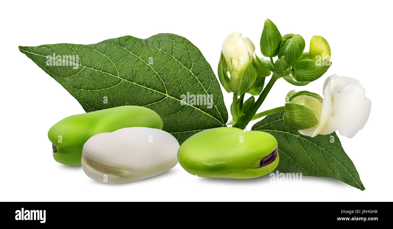 Kidney-Bohnen mit Blätter Nahaufnahme isoliert auf weißem Hintergrund Stockfoto