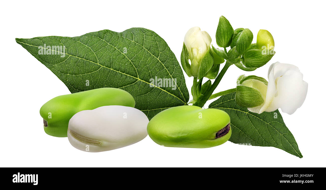 Kidney-Bohnen mit Blätter Nahaufnahme isoliert auf weißem Hintergrund Stockfoto