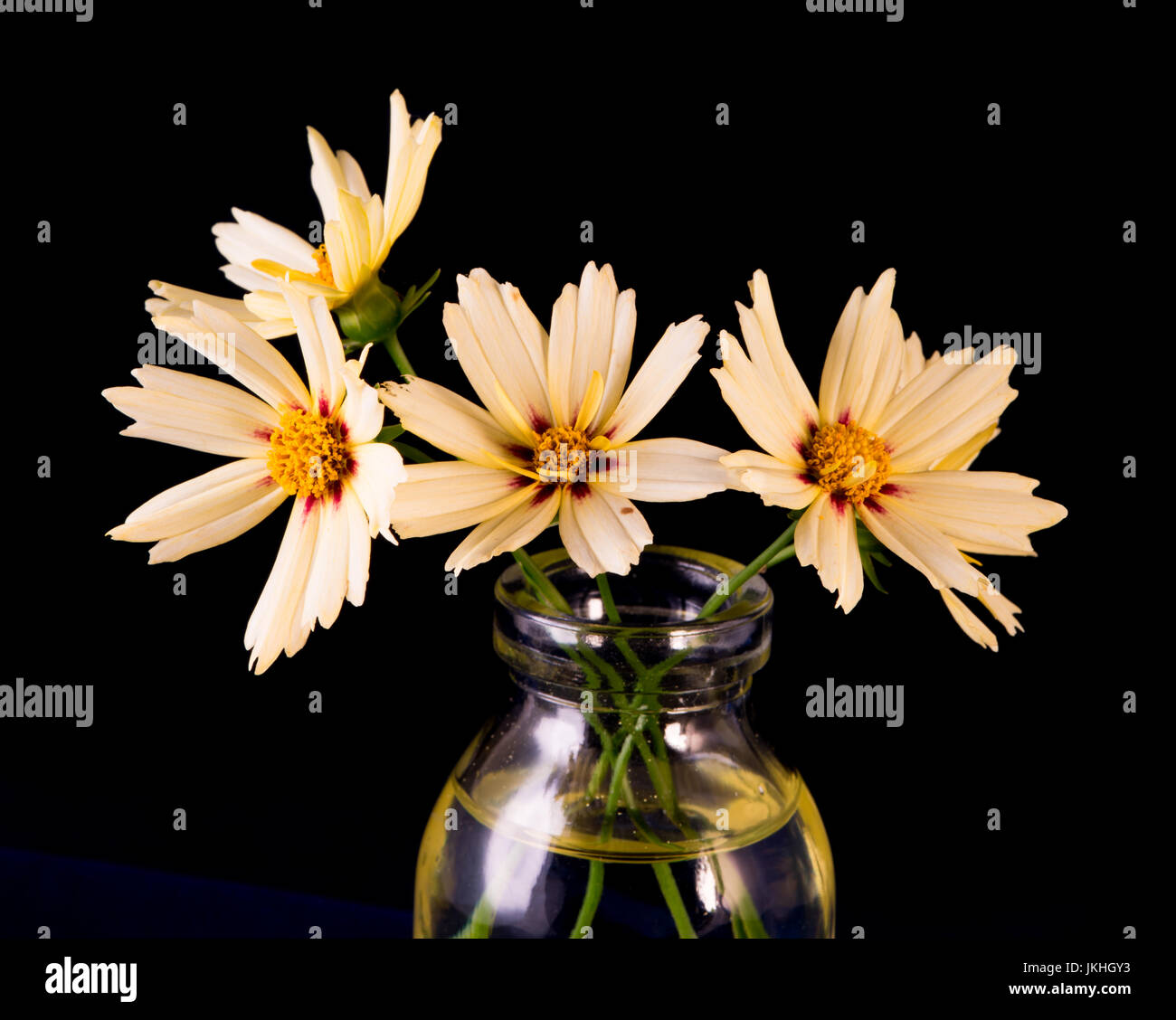 Lil Bang Starlight coreopsis Stockfoto