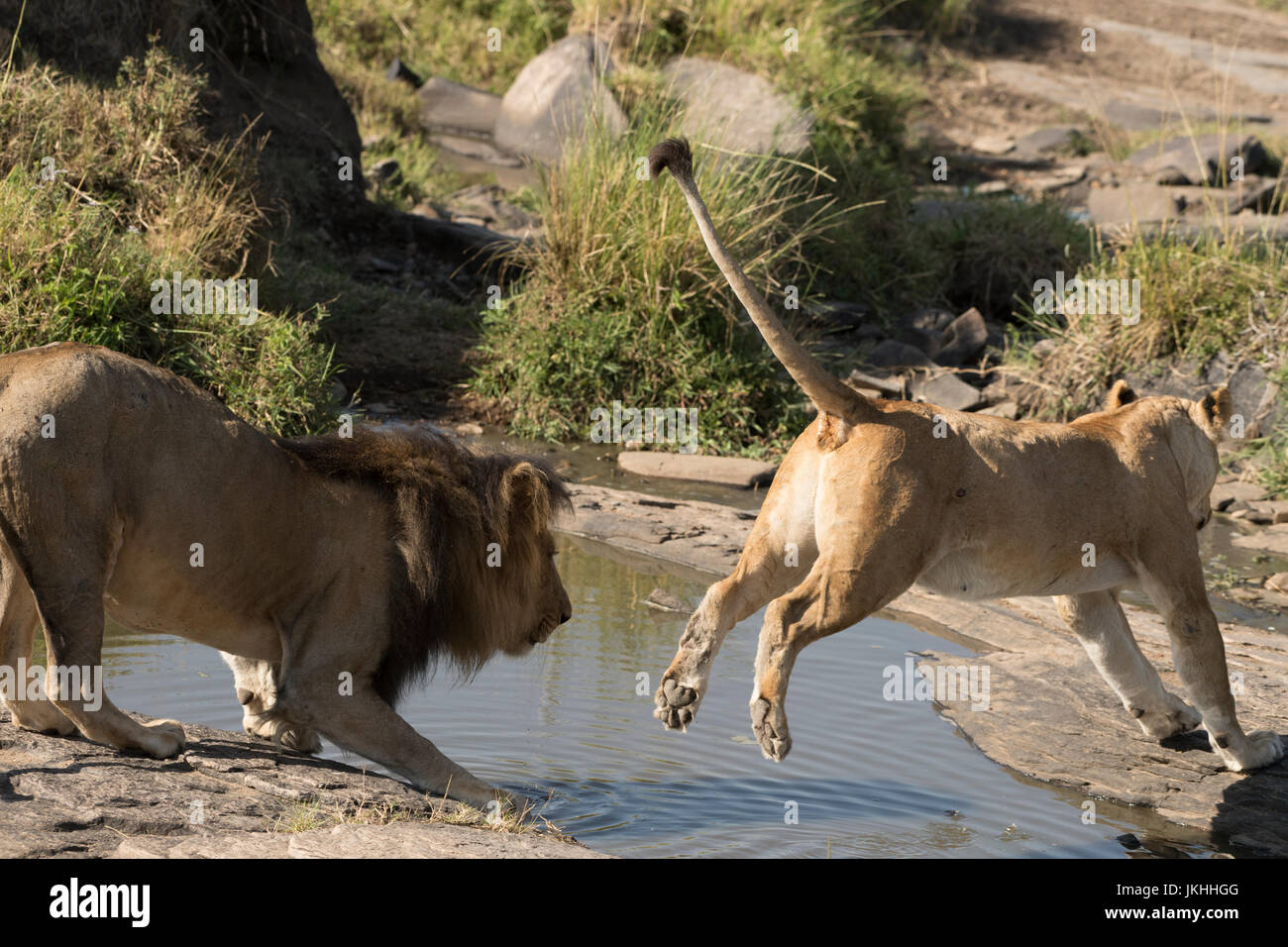 Löwe und springenden Löwin am Wasserloch Stockfoto