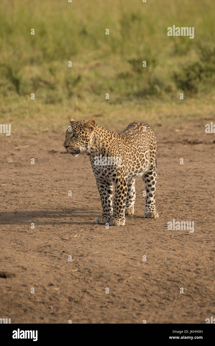 Leopard zu Fuß und auf der Suche nach Beute in der Masai Mara in Kenia Stockfoto