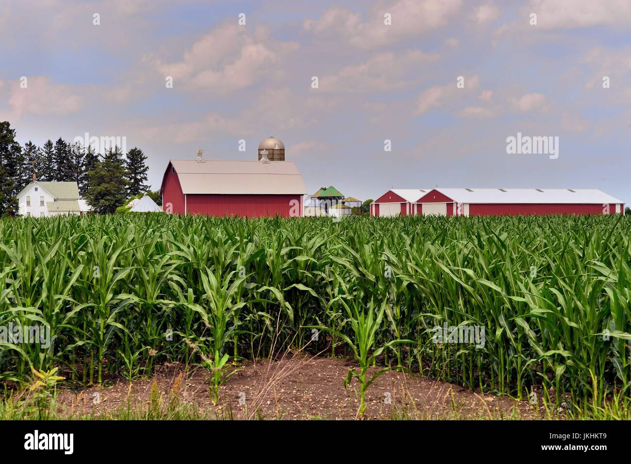 Eine Maisernte auf ein Illinois Bauernhof beginnt eine farmohouse, Scheune, Silos und andere Gebäude zu verschleiern. South Elgin, Illinois, USA. Stockfoto