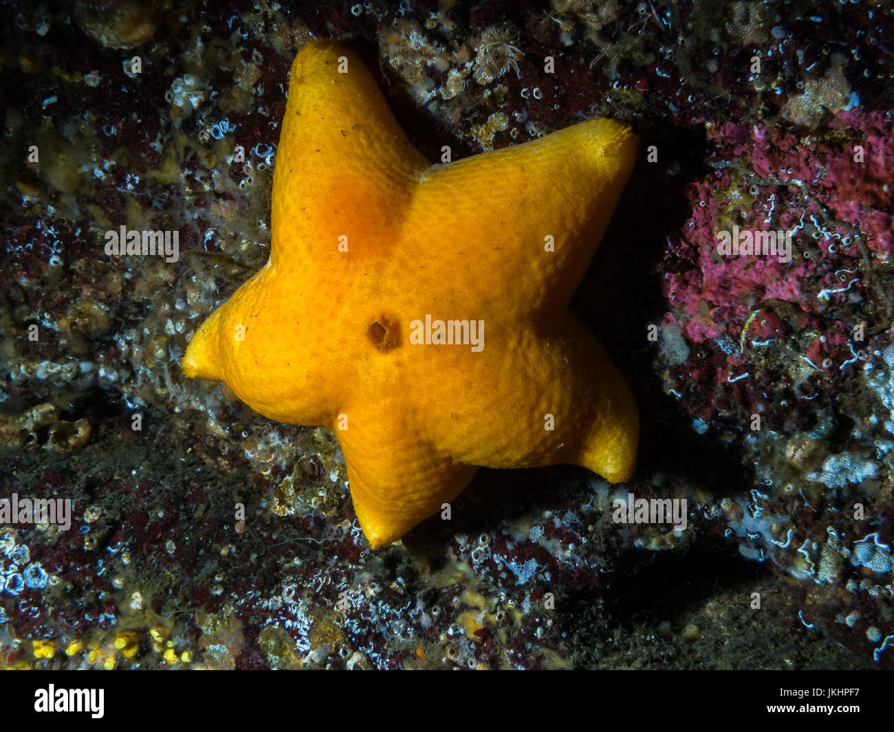Schleim-Star fotografiert im tiefen kalten Wasser aus Vancouver Island, BC. Stockfoto