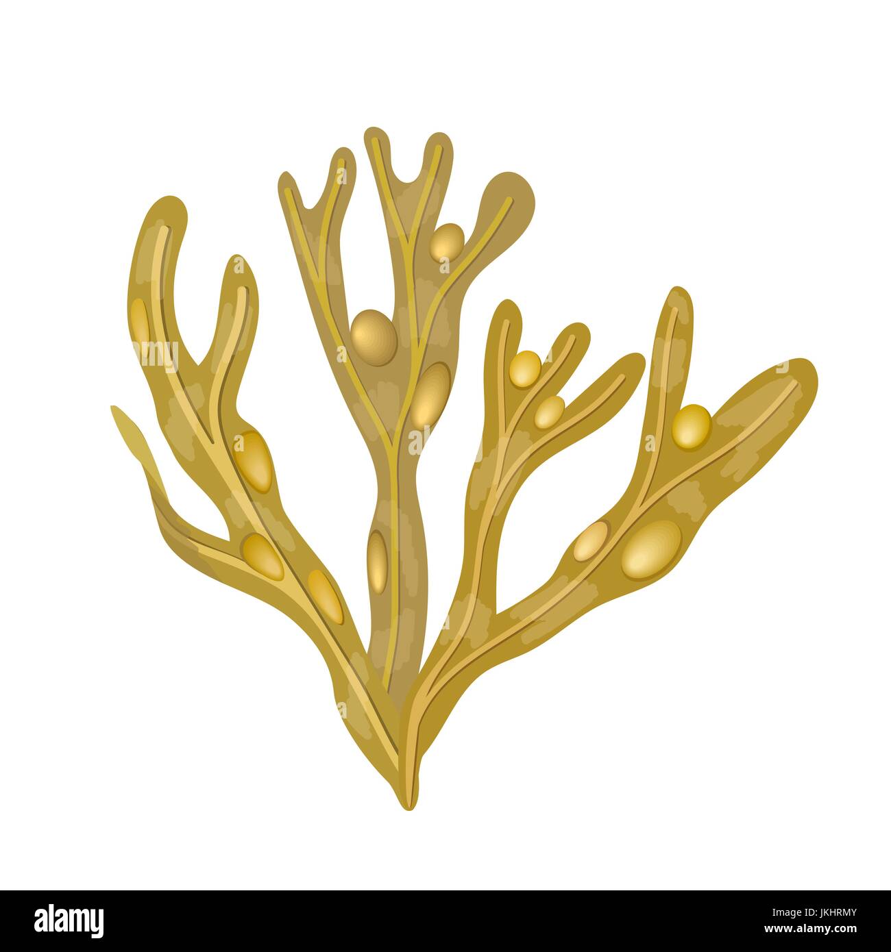 Meeresalgen Blasentang - Fucus Vesiculosus. Meer-Pflanze. isoliert Stock Vektor