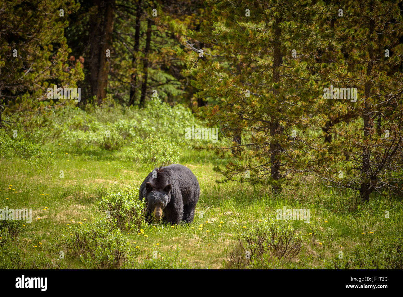Wilde Black Bear Spaziergänge in den Wäldern von Banff und Jasper Nationalpark, Kanada befindet sich im kanadischen Rocky Mountains Stockfoto