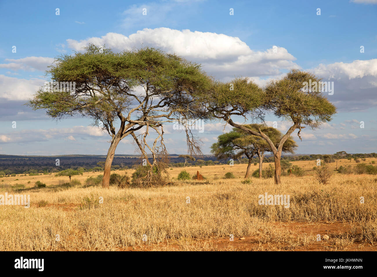 Landschaft mit gelben Akazien im Tarangire Nationalpark genommen Stockfoto