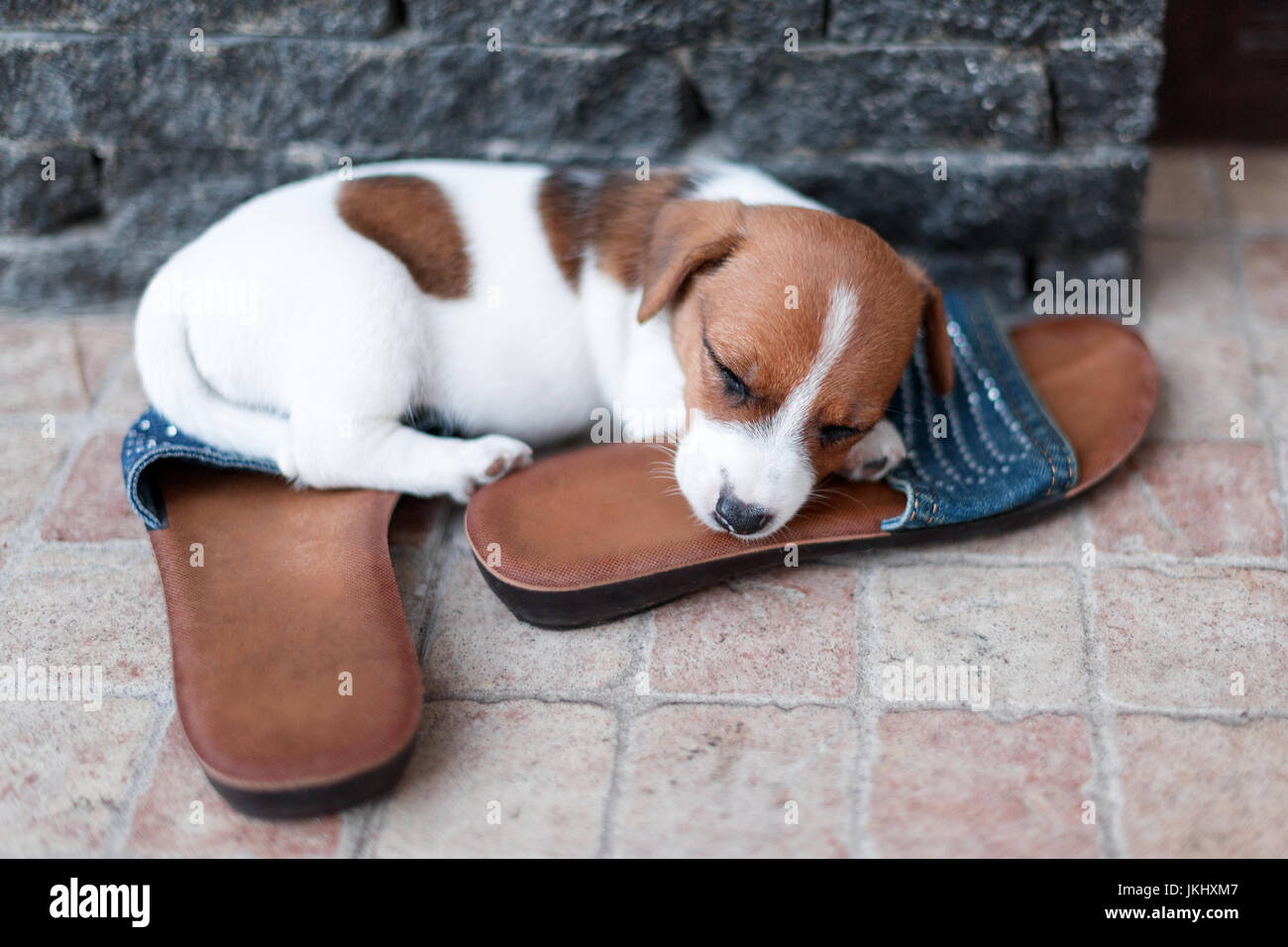 Jack Russel Welpen schlafen auf die Schuhe seines Besitzers Stockfotografie  - Alamy