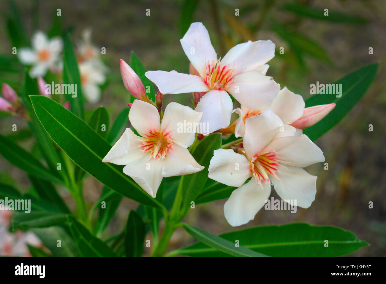 Oleanders Fotos Und Bildmaterial In Hoher Auflösung Alamy