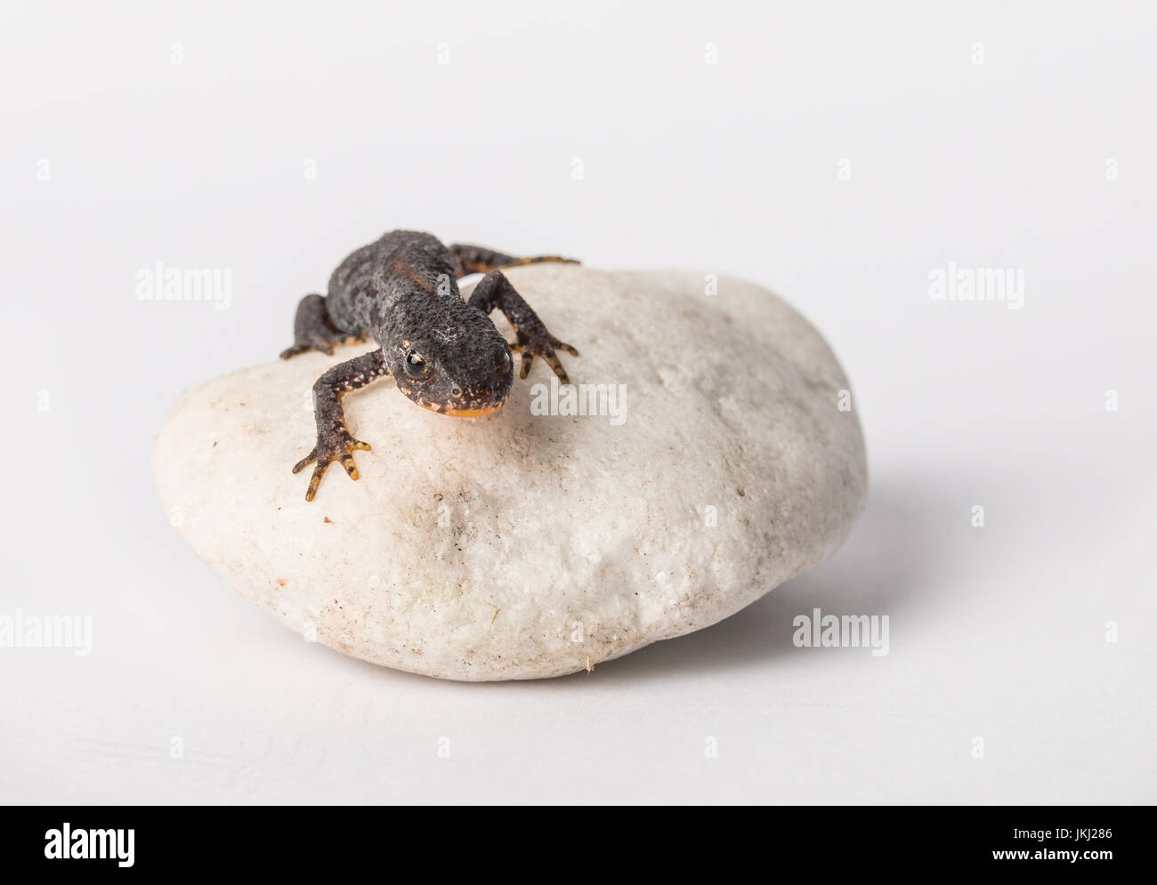 Salamander auf einem weißen Stein mit weißem Hintergrund Stockfoto