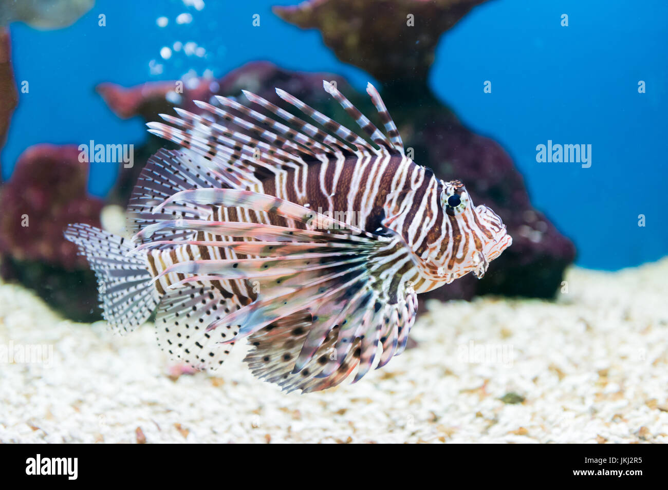 schöne Rotfeuerfisch (Pterois Miles) Porträt Stockfoto