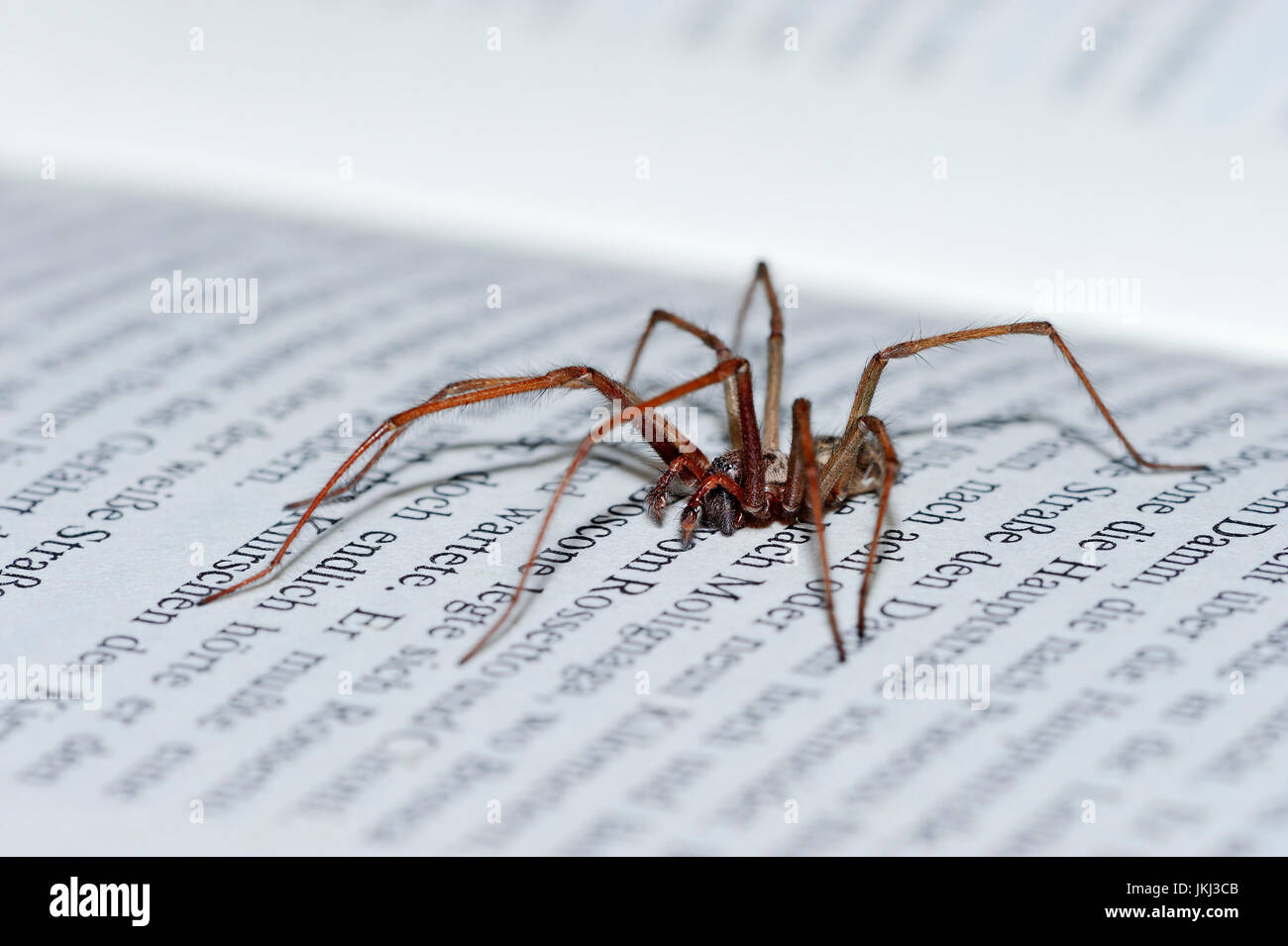 Haus Spinne auf Buch, North Rhine-Westphalia, Deutschland / (Tegenaria Atrica) | Hausspinne Auf Buch, Nordrhein-Westfalen, Deutschland Stockfoto