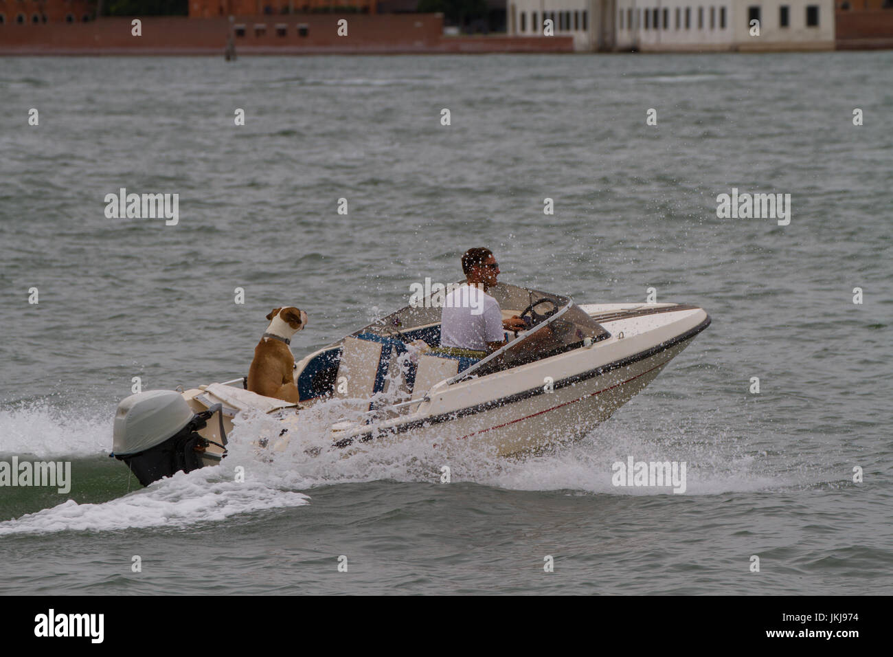 Speed-Boot mit Mensch und Hund. Venedig. Italien Stockfoto
