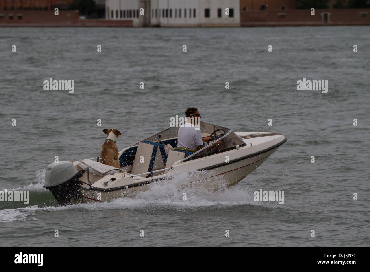 Speed-Boot mit Mensch und Hund. Venedig. Italien Stockfoto