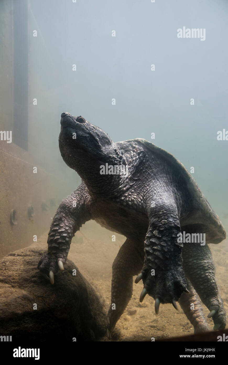Ein großer Alligator Schnappschildkröte (Chelydra Serpentina) in Gefangenschaft ruhen... Stockfoto