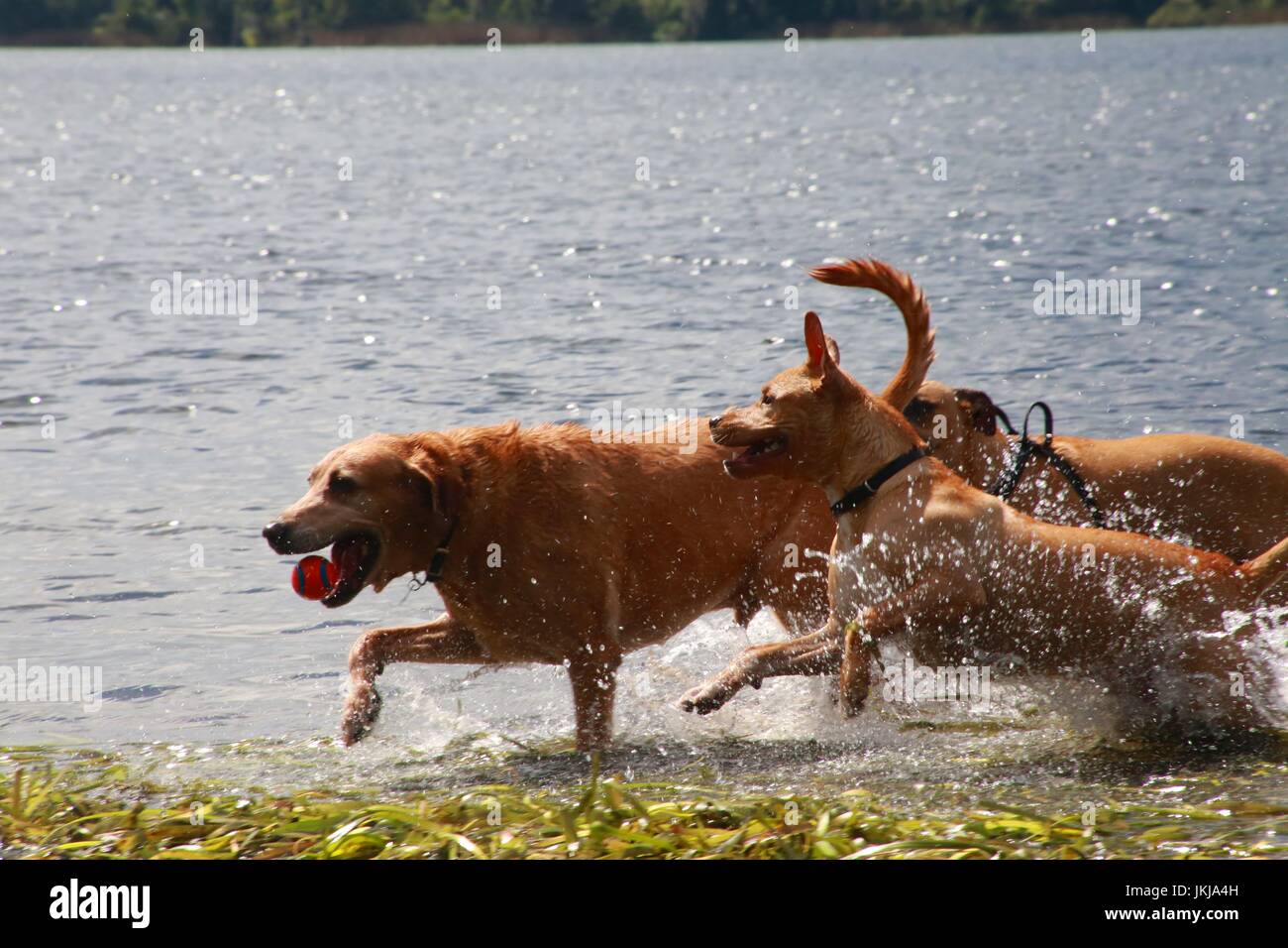 Hunde Jagd Hund mit roten Ball in seinem Mund-See Stockfoto