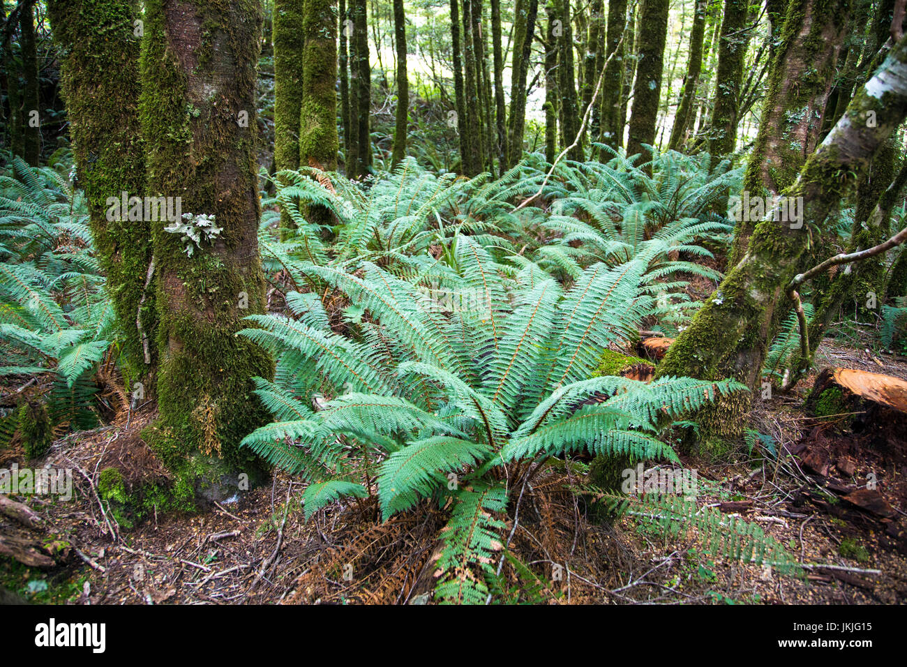 Große Neuseeland Baumfarne in Fantail fällt, Südinsel, Neuseeland Stockfoto