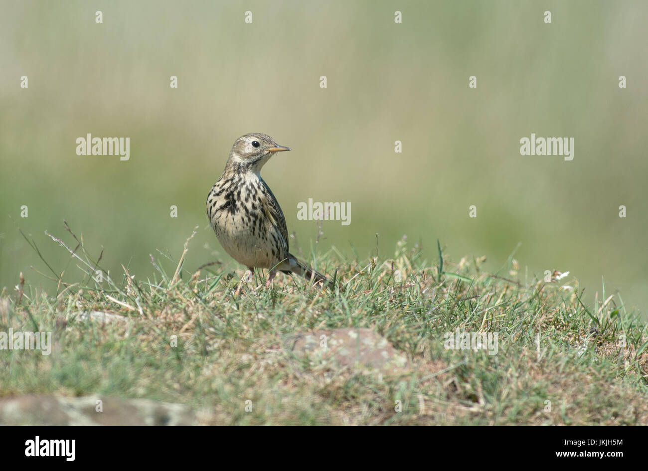 Mistle Soor-Turdus Viscivorus. UK Stockfoto