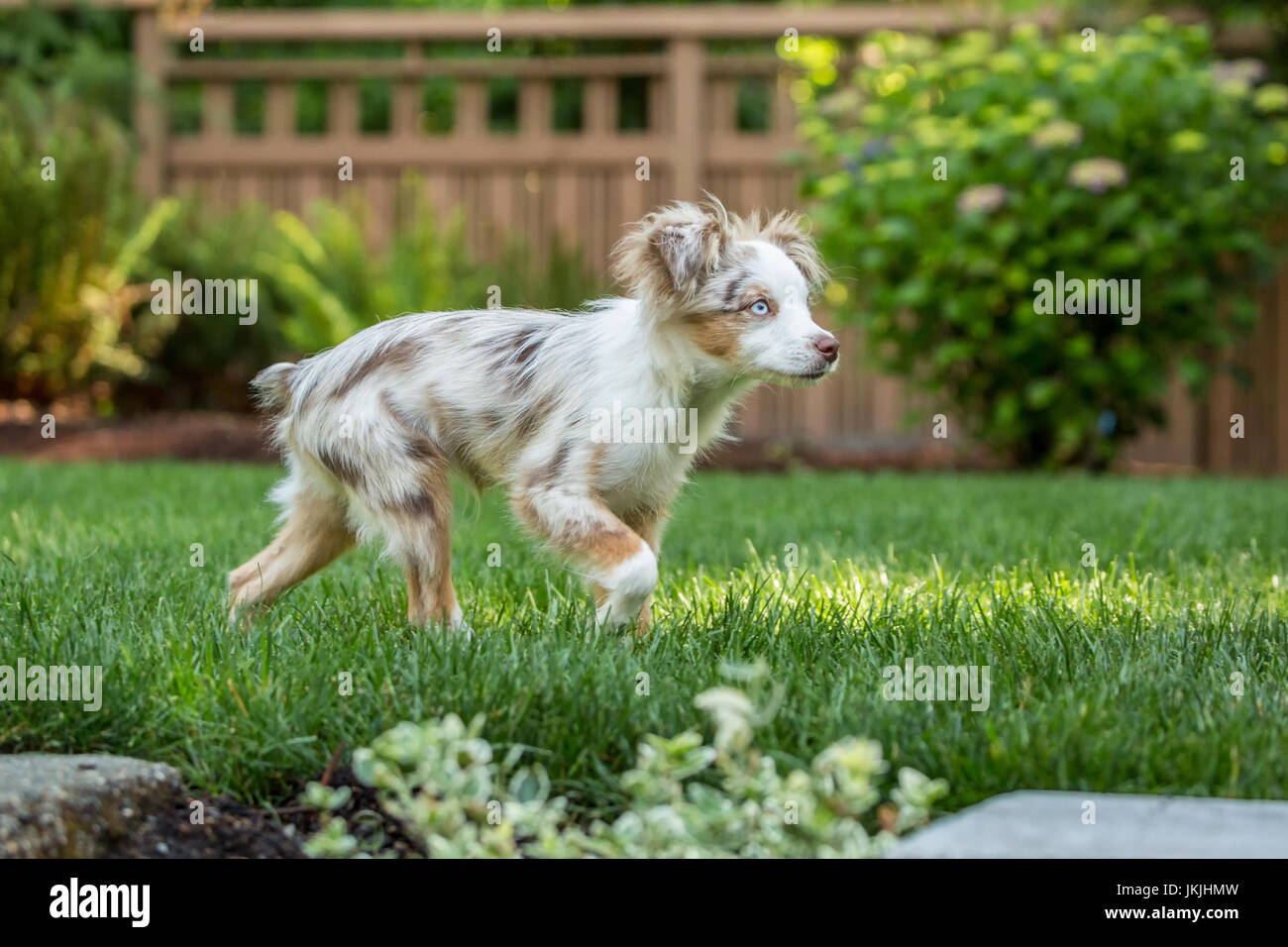 Mini Australian Shepherd Welpen "Flynn" spielt in seinem Hof in Issaquah, Washington, USA Stockfoto