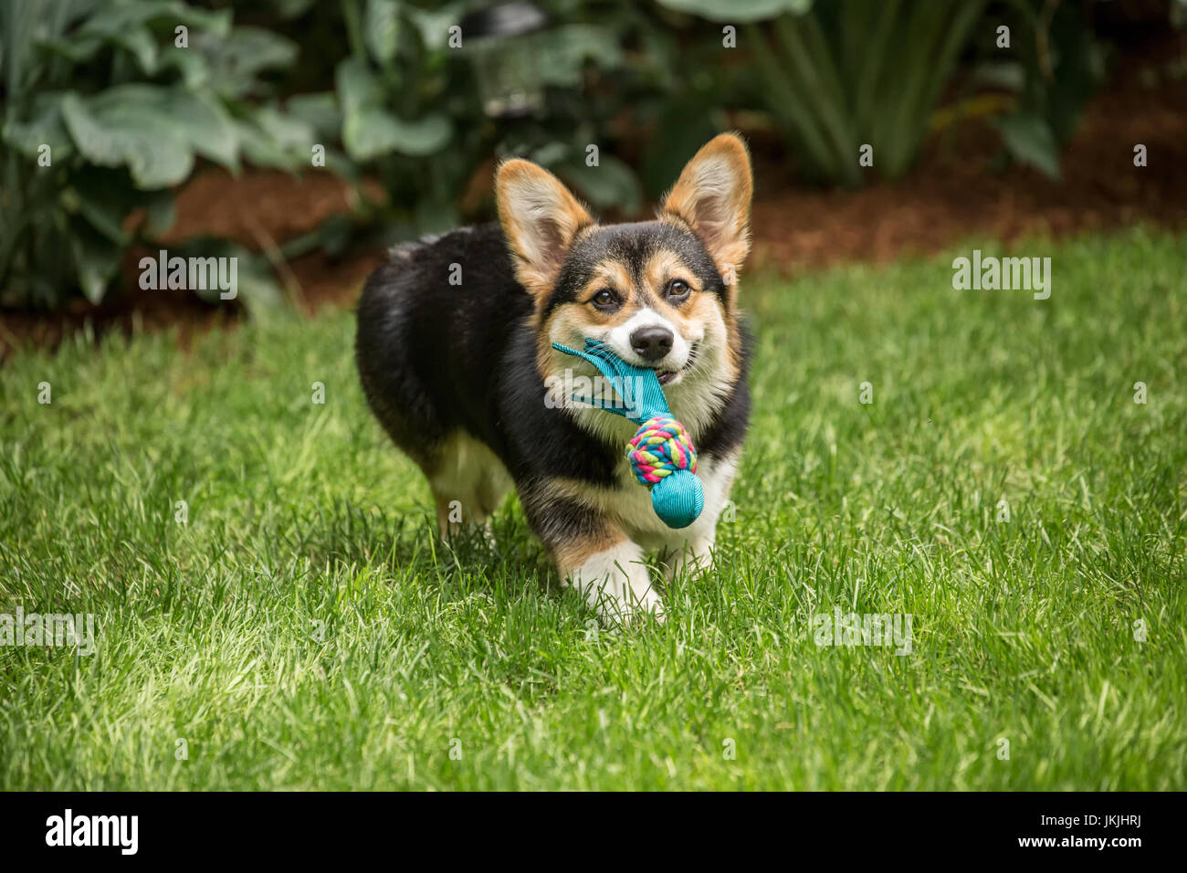 Tucker, einen sechs Monate alten Corgi Welpen holen sein Spielzeug, die gerade geworfen worden war für ihn, in Issaquah, Washington, USA Stockfoto