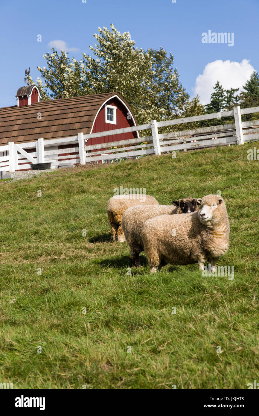 Coopworth und Romney Southdown kreuzen Schafe auf Kelsey Creek Farm in Bellevue, Washington, USA.  Coopworth Schafe sind ein mittelständisches, doppelten Zweck, Stockfoto