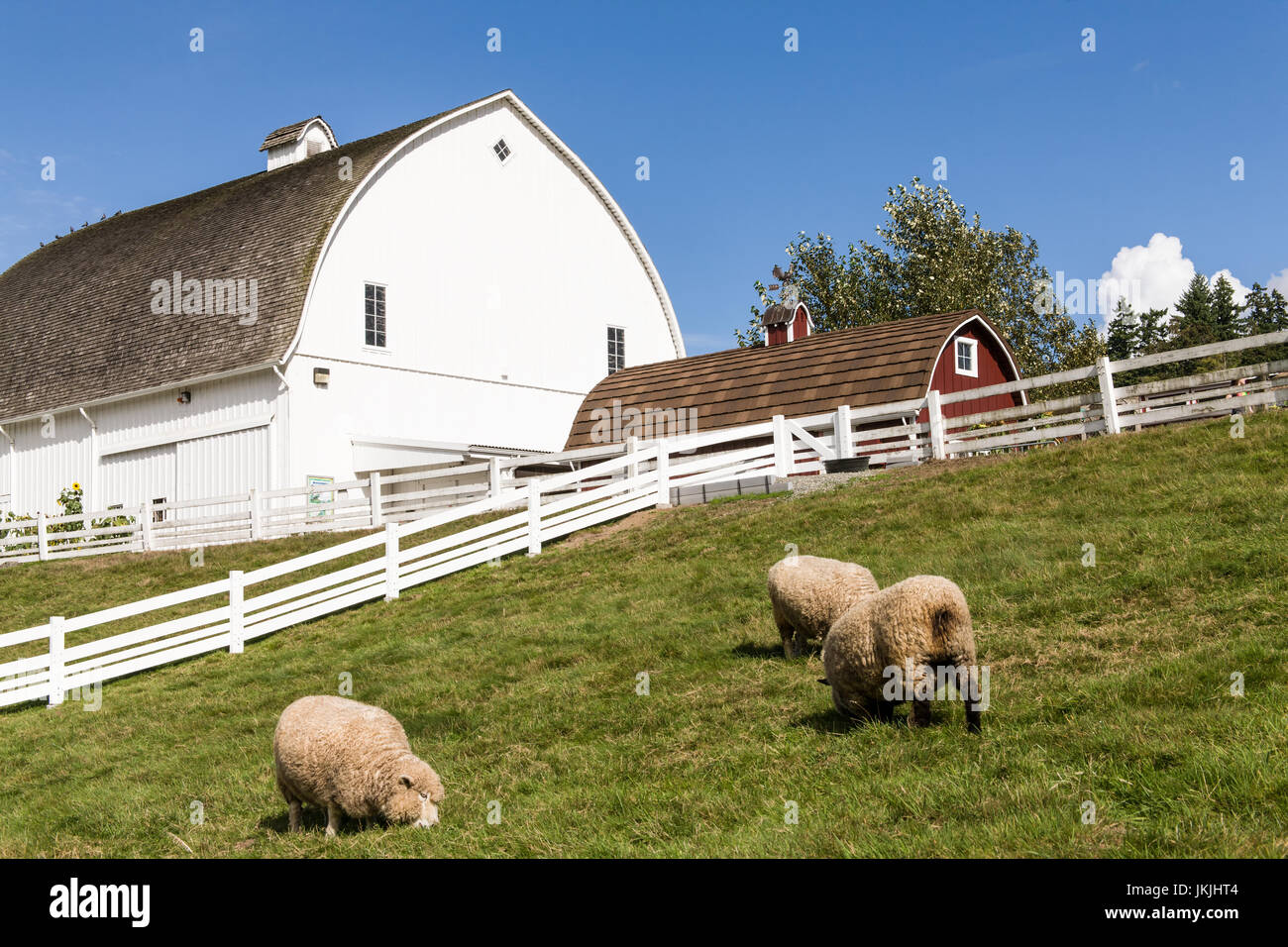 Coopworth und Romney Southdown kreuzen Schafe auf Kelsey Creek Farm in Bellevue, Washington, USA.  Coopworth Schafe sind ein mittelständisches, doppelten Zweck, Stockfoto