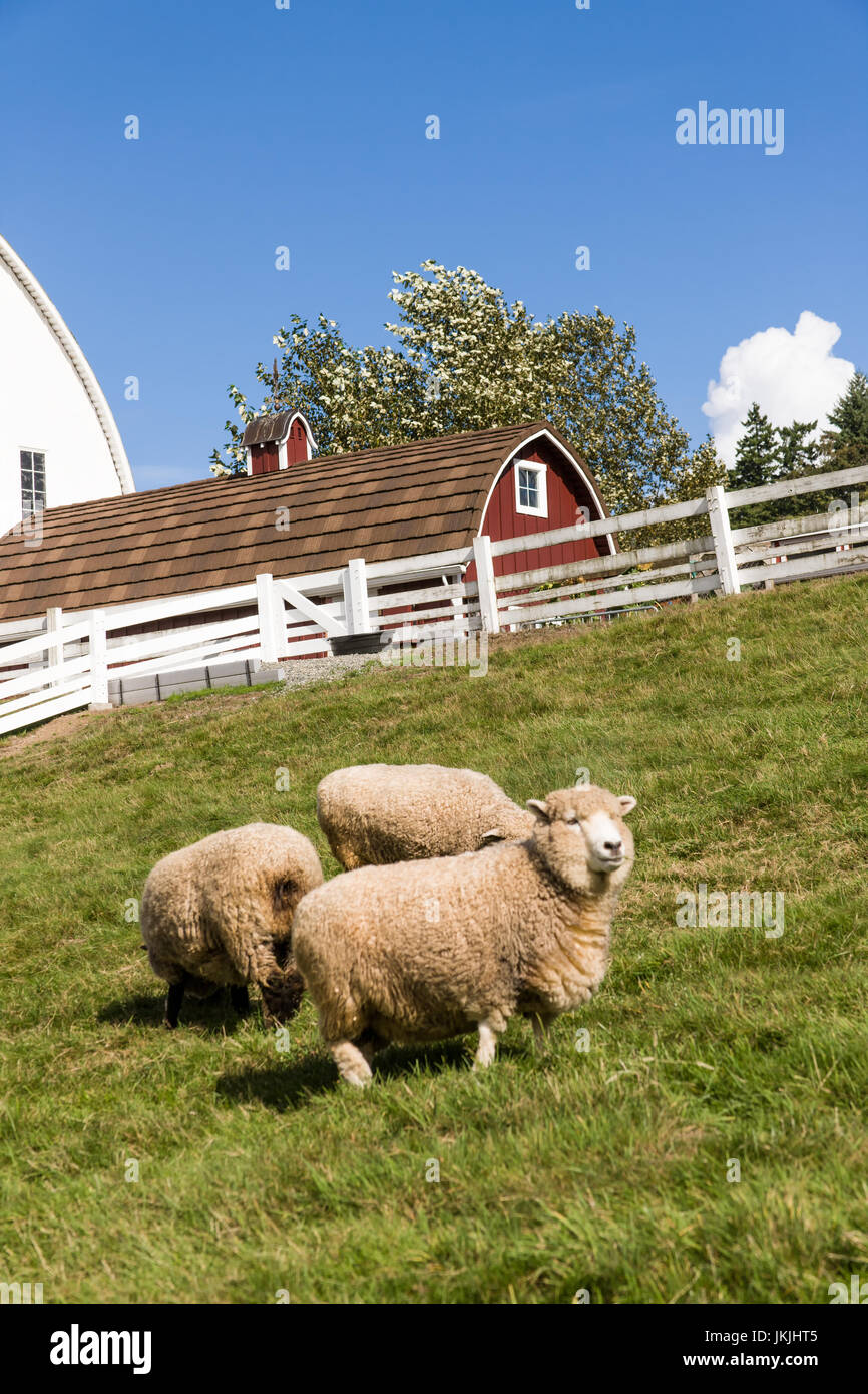 Coopworth und Romney Southdown kreuzen Schafe auf Kelsey Creek Farm in Bellevue, Washington, USA.  Coopworth Schafe sind ein mittelständisches, doppelten Zweck, Stockfoto