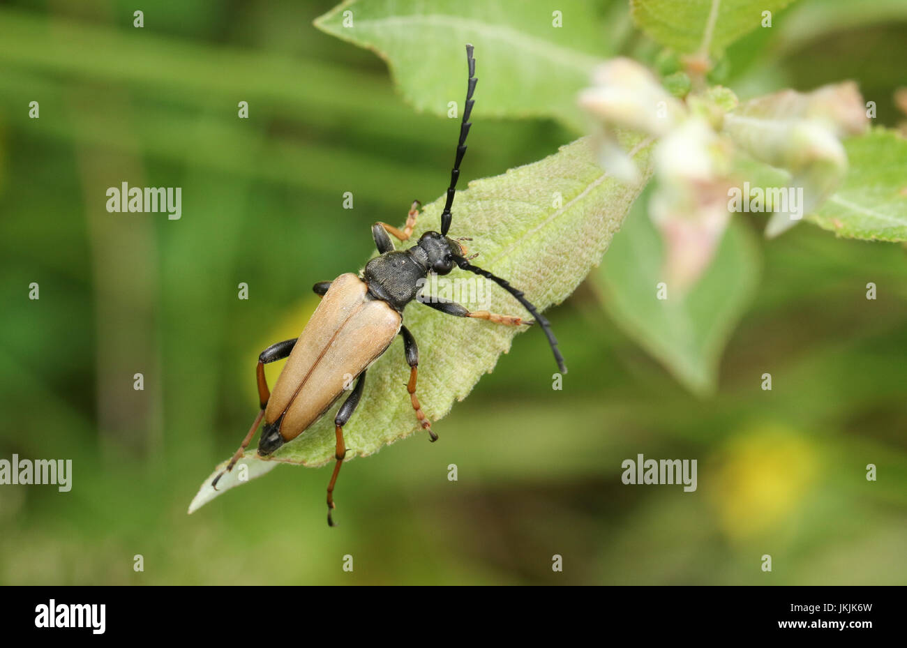 Eine hübsche rot-braune Longhorn Beetle (Stictoleptura Rubra) thront auf einem Blatt. Stockfoto