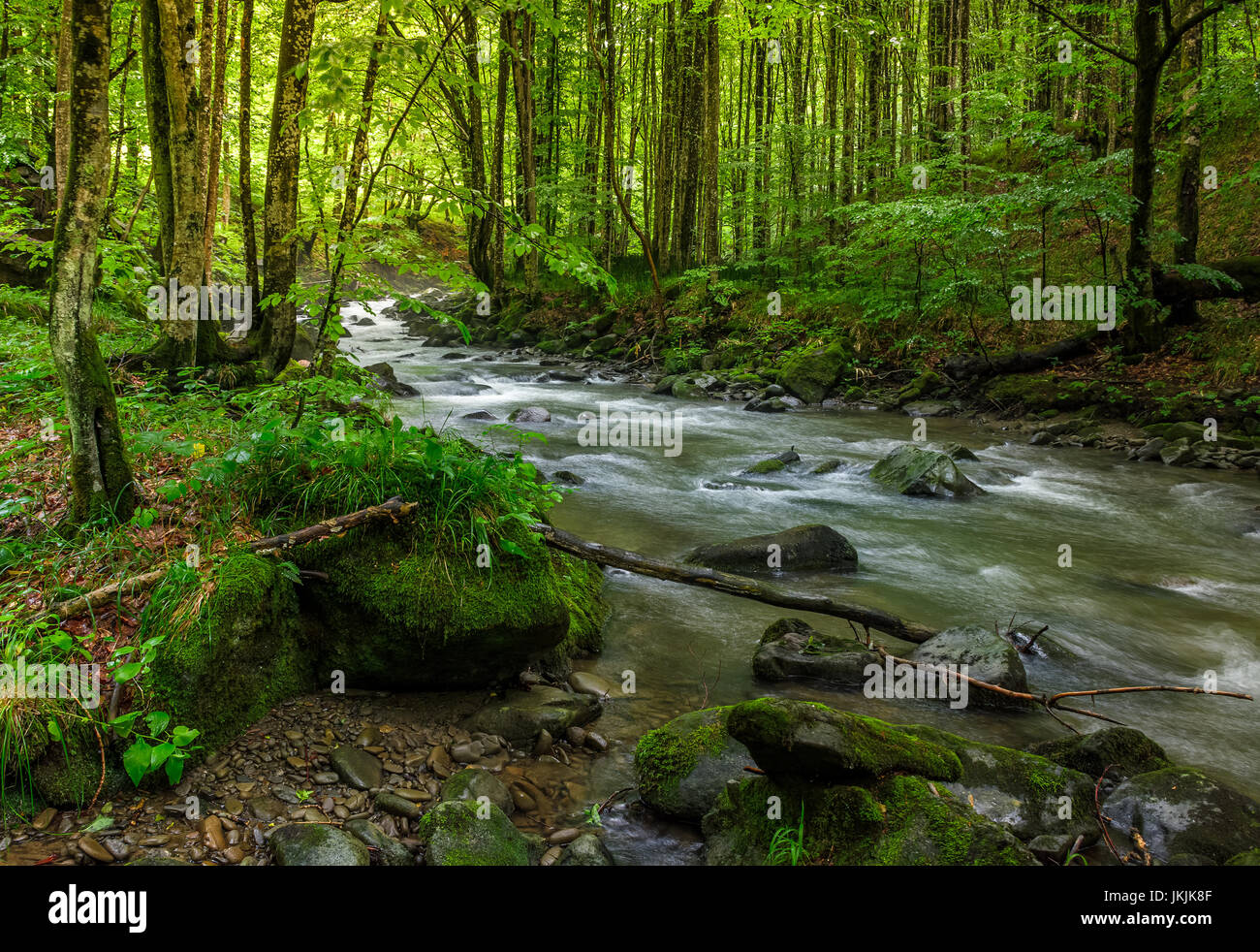 Schnelle Strömung durch grünen Urwald. Steinen mit Moos bedeckt lag am Ufer. schöne Natur-Ansicht in der Sommerzeit. Stockfoto
