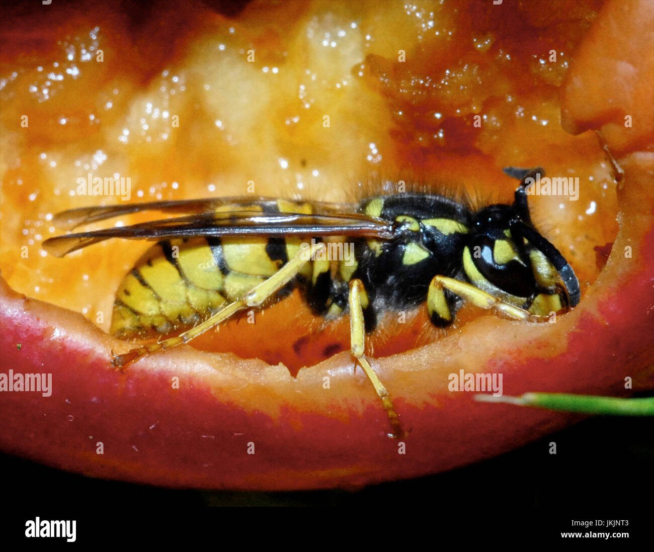 Gemeinsamen WASP Wespe (Vespa Vulgaris) bekannt für seine scheinbare kurze Temperament und der