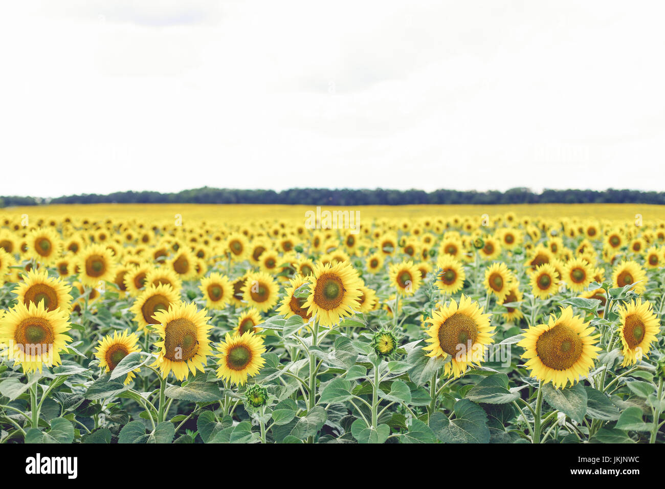 Sonnenblumenfeld bewölkten blauen Himmel und strahlender Sonne leuchten. Stockfoto