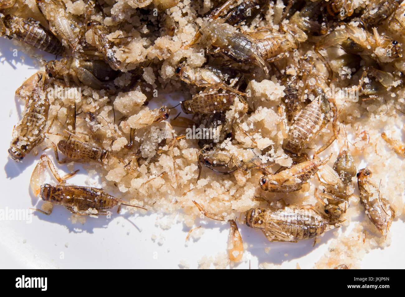 ungewöhnliche Insekt Gerichte für Besucher innerhalb der Tage Insektenfressers karamelisiert Heimchen, Acheta Domesticus, Platte, Essen Stockfoto