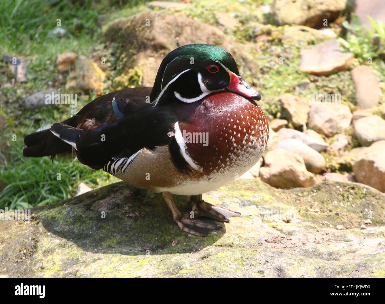 Männliche North American Wood Duck oder Carolina Ente (Aix Sponsa). Stockfoto