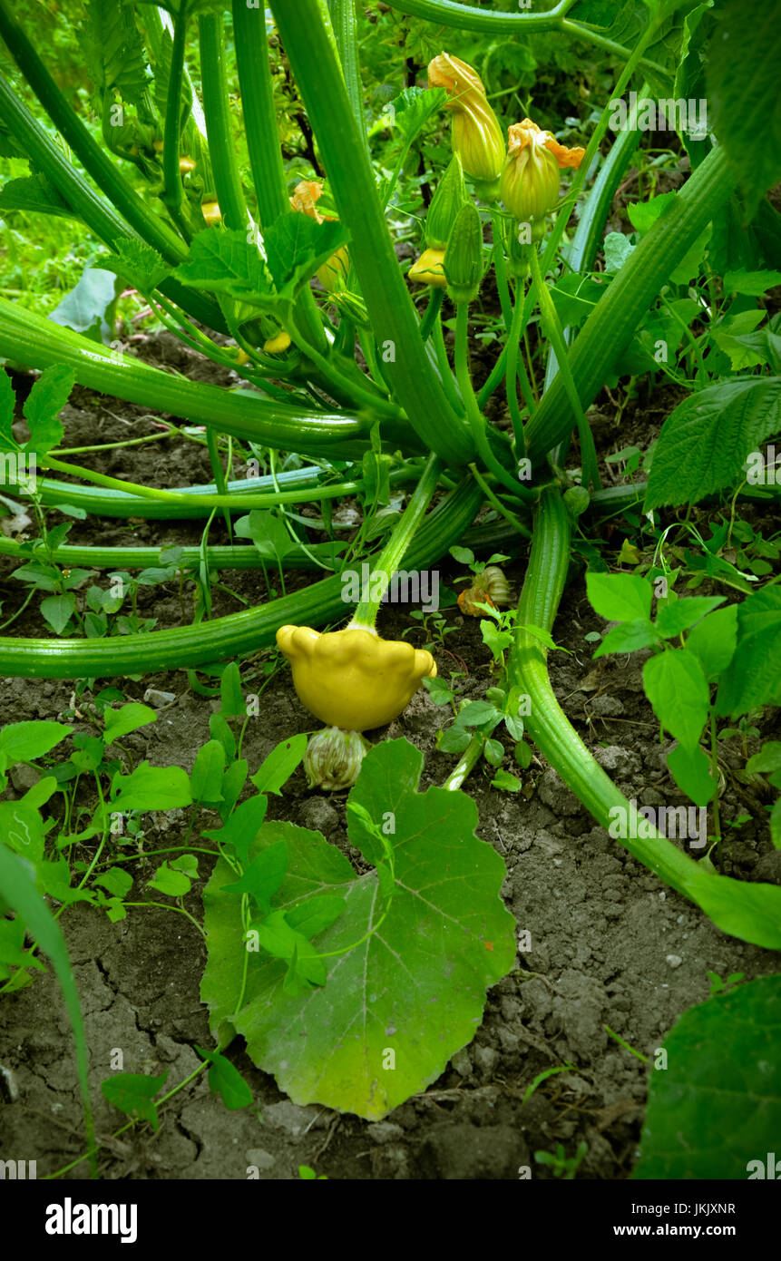 Baby Kürbis. Patisson Pflanze wächst im Garten Stockfotografie - Alamy