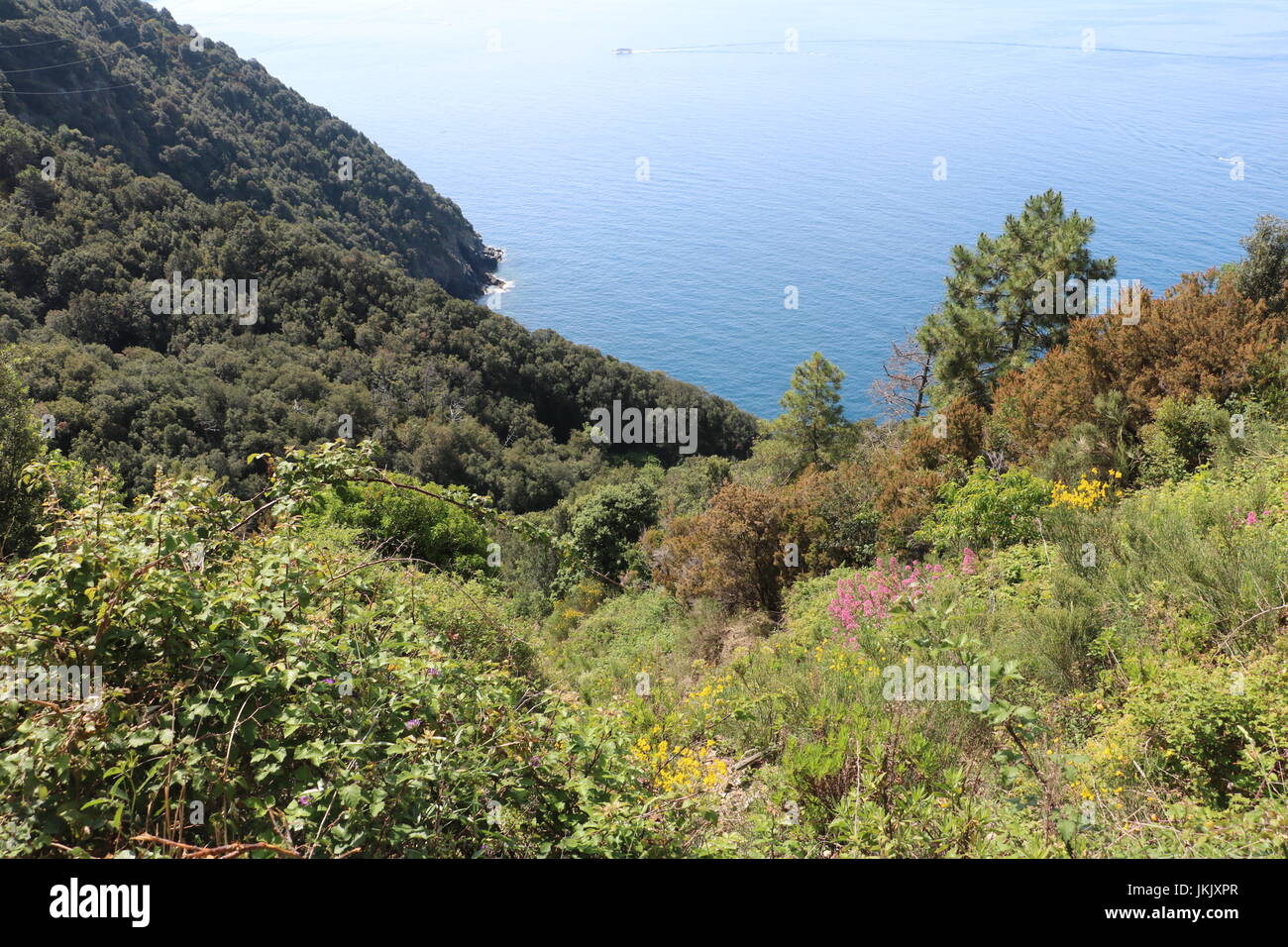 Blumen und Pflanzen auf der Klippe gegen den klaren blauen Meer von einem Trekking Trail im Cinque Terre, Italien. Stockfoto