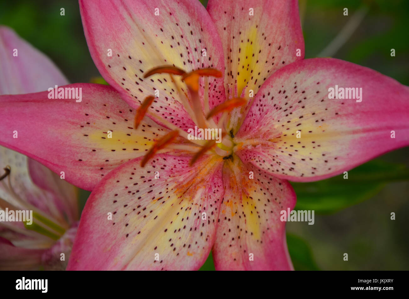 Blüten rosa Lilie auf Blumenbeet closeup Stockfoto