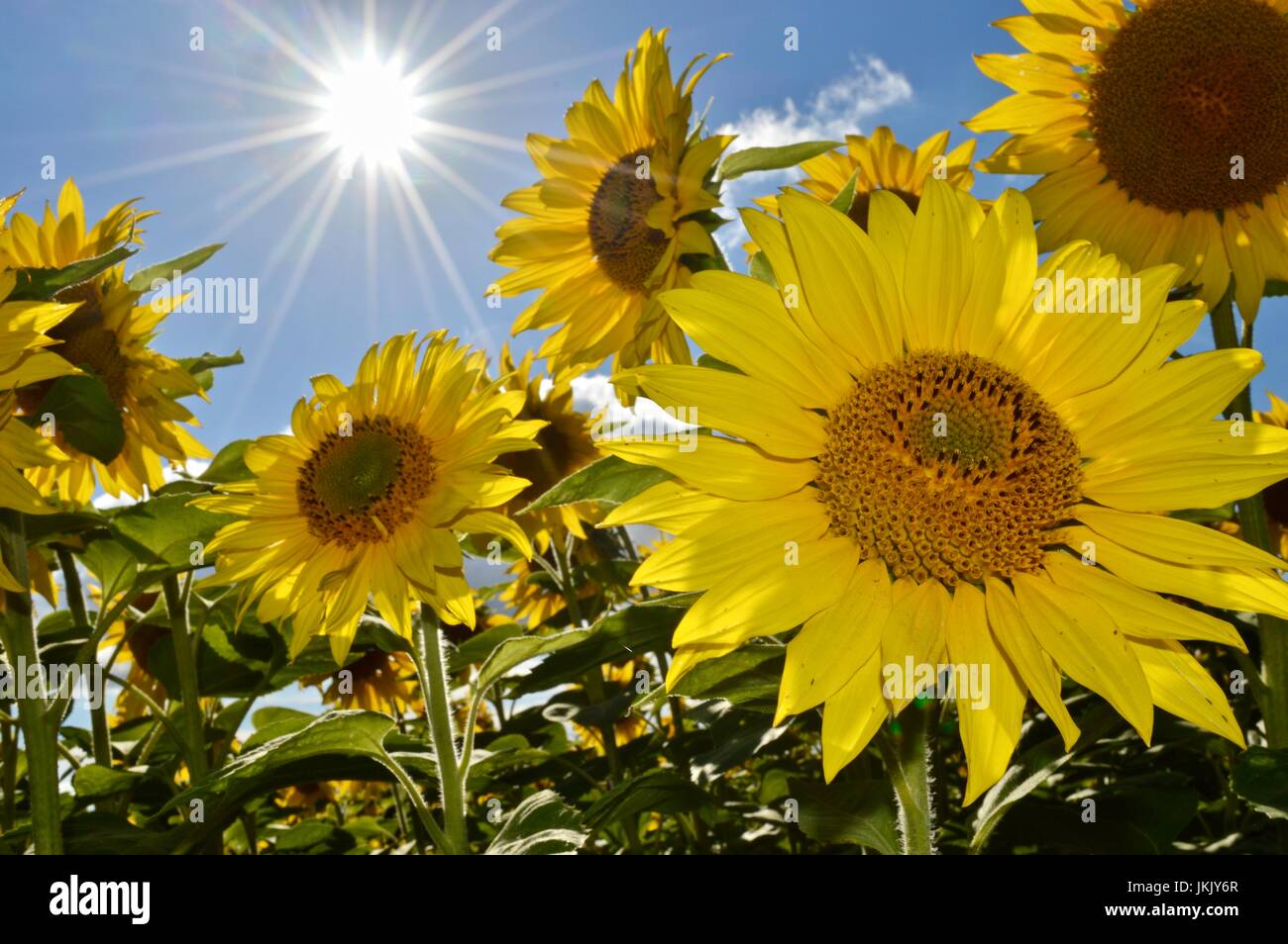 Sonnenblumen & Sonnenstrahlen, Cornwall Stockfoto