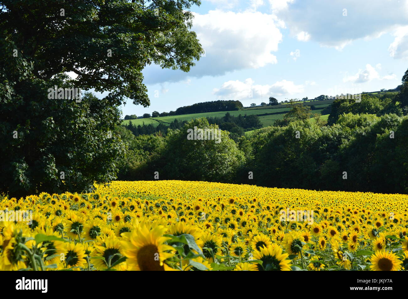 Feld von Sonnenblumen, Cornwall Stockfoto