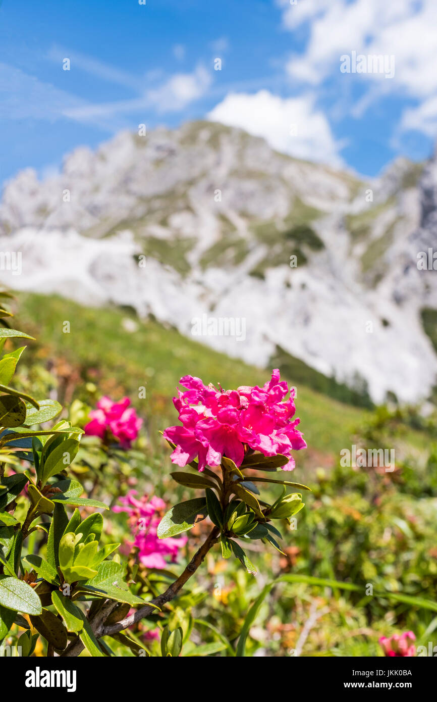 Behaarte Alpenrose mit Berg Gartnerkofel im Hintergrund am Nassfeld in den Karnischen Alpen in Österreich Stockfoto