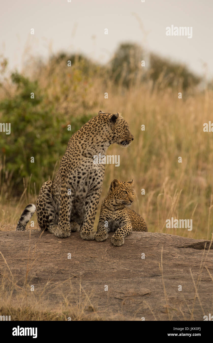 Mutter Leopard sitzen mit ihren Jungen auf der Suche nach Beute in der Masai Mara in Kenia Stockfoto