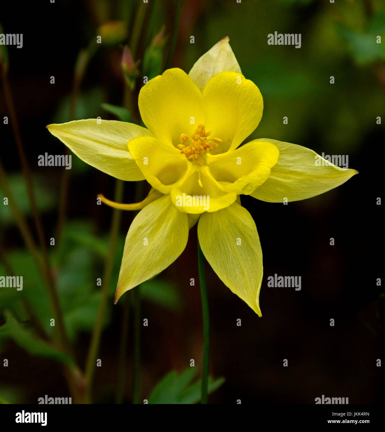 Leuchtend gelbe Blüte von Aquilegia - Akelei, gegen dunkle Grün abckground Stockfoto