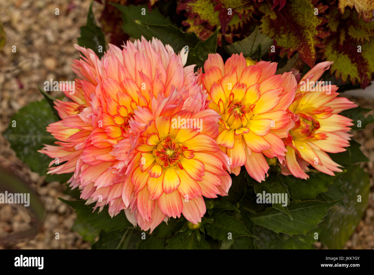 Panoramablick auf Cluster von lebendigen Doppel Apricot orange und gelbe Blumen Dahlie vor einem dunklen Hintergrund Stockfoto