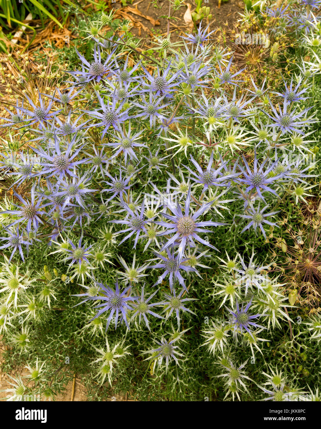 Cluster von lila Kegel geformt Blumen Eryngium Planum Sorte von stacheligen Hochblätter, Holly Meer umgeben. Stockfoto