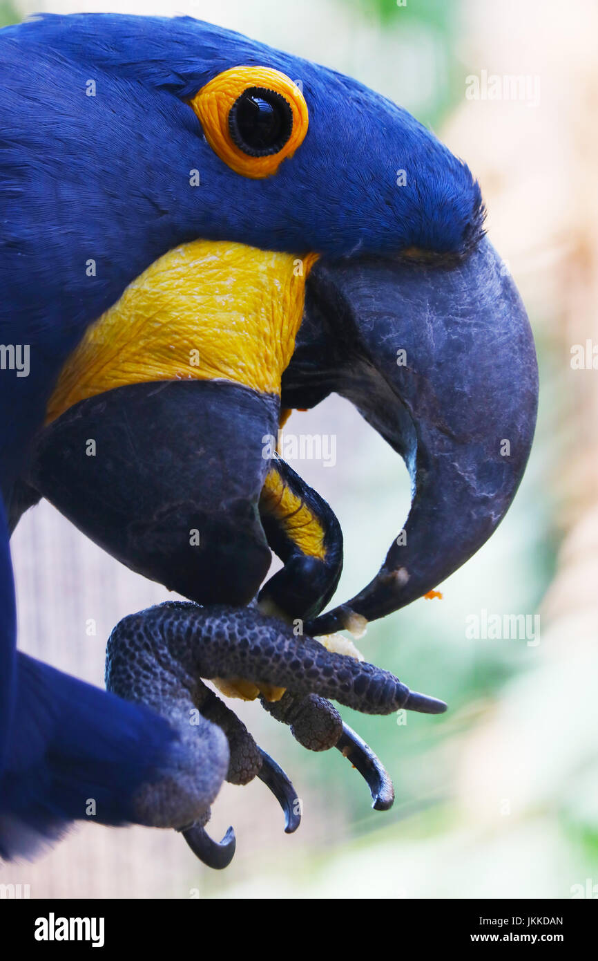 Kopf von einem blauen Hyazinth-Ara Papagei Vogel in der Profilansicht Früchte aus seine Klaue Stockfoto