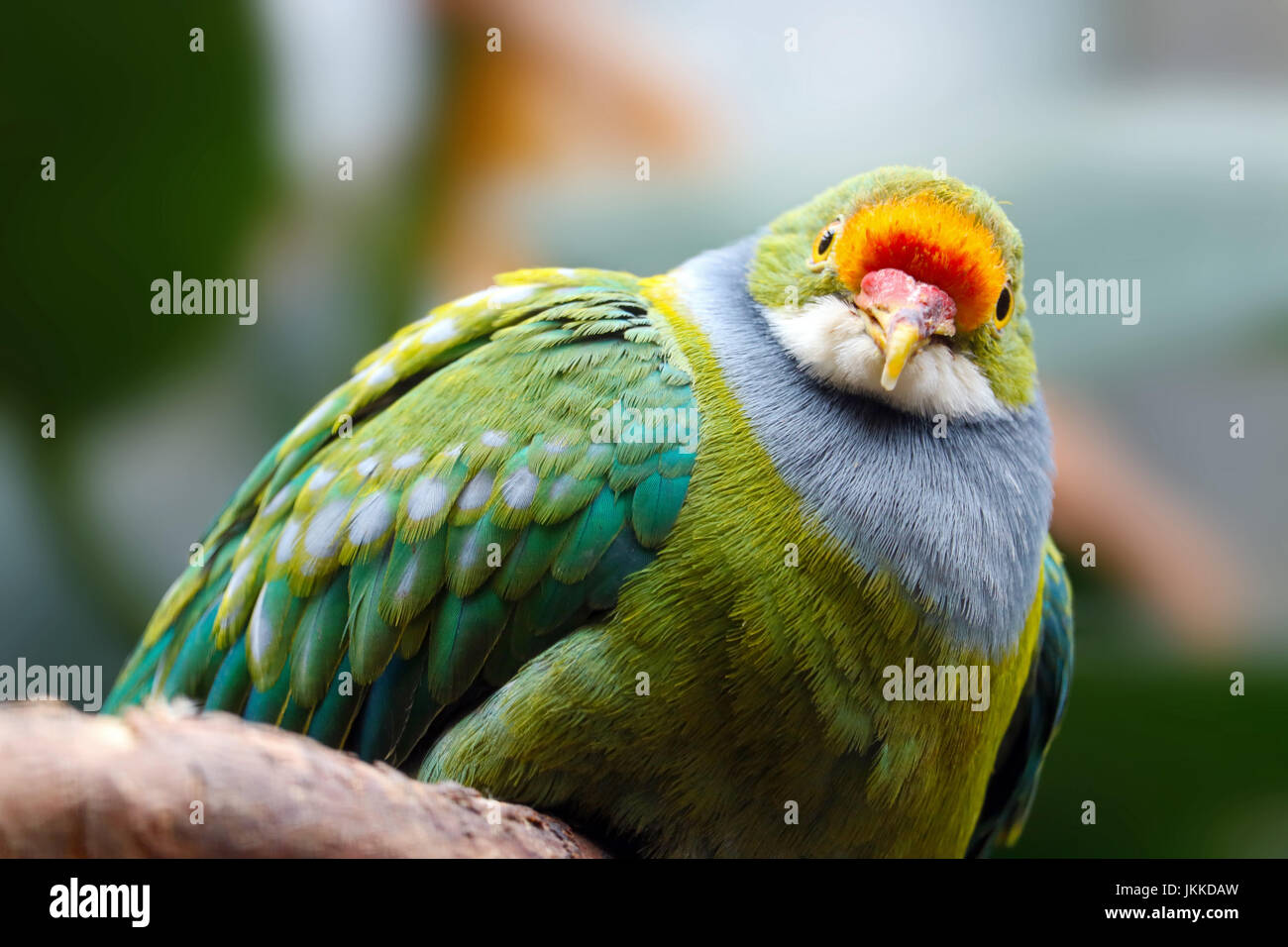 neugierig beobachten bunte Orange-fronted Obst Taube hocken auf einem Ast Stockfoto