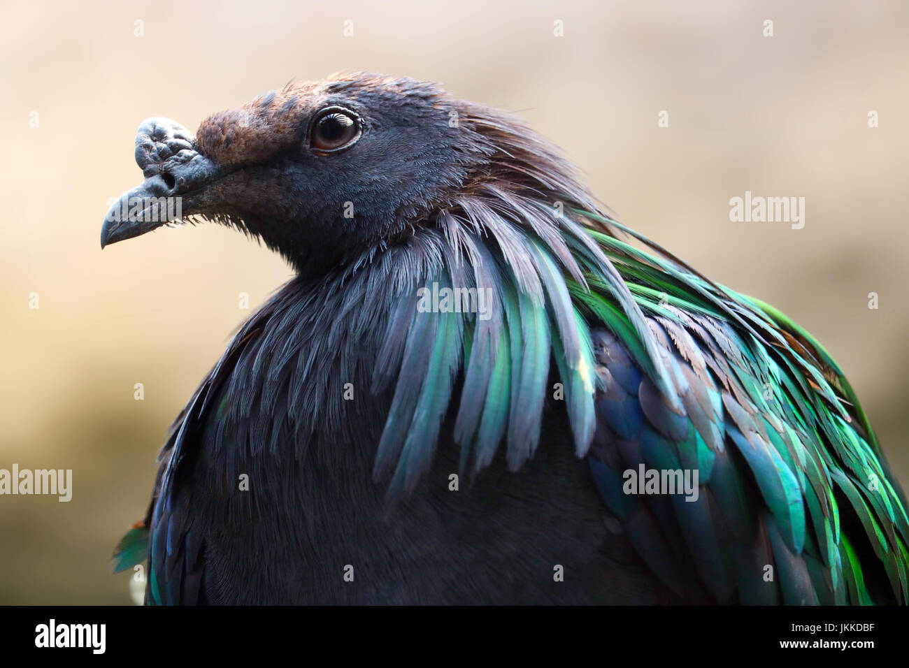 Kopf von einem metallischen Grün Nicobar Taube Vogel in Rückansicht Stockfoto