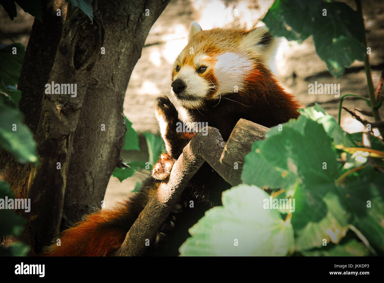 roter Panda in einem Baum Stockfoto
