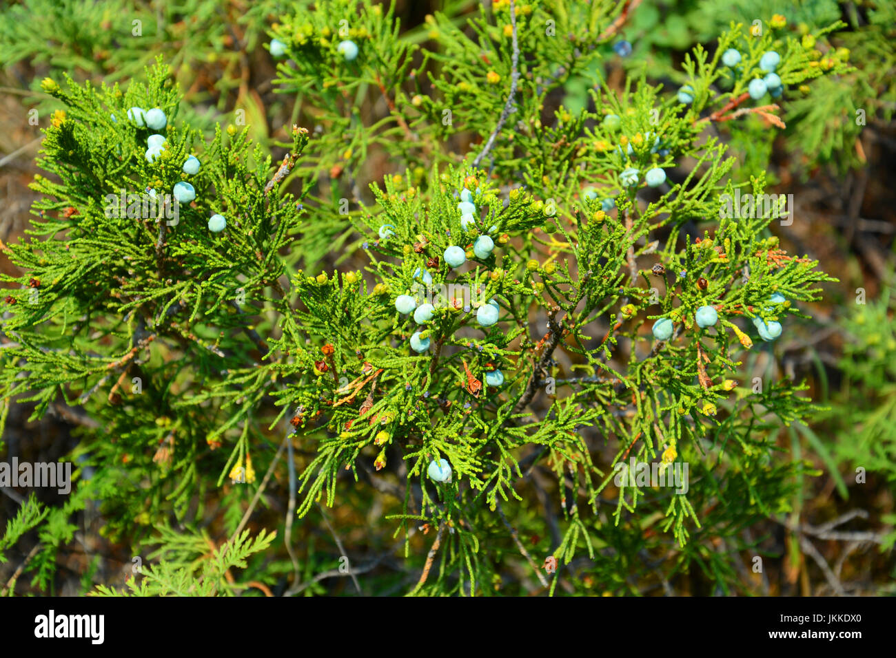 Wacholder sind Nadelbäume Pflanzen Zypresse Familie Cupressaceae Stockfoto